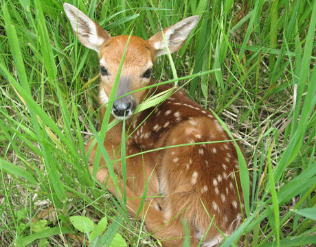 deer fawn