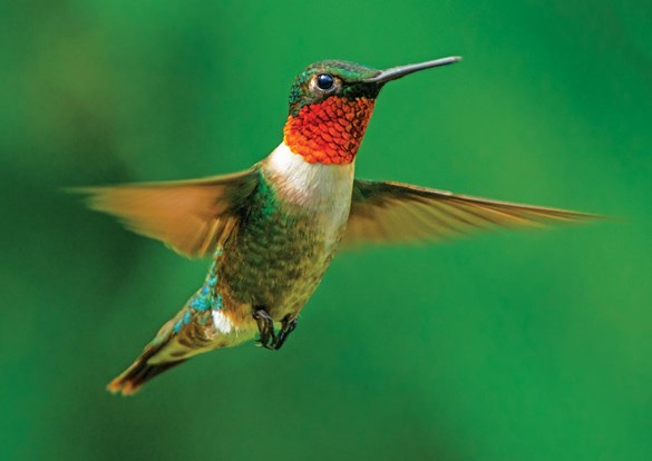 Beautiful ruby-throated hummingbird flapping it's wings
