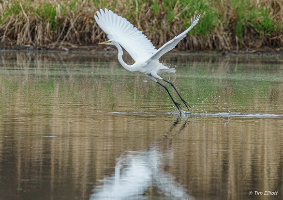 A white bird in flight above a body of water.