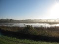 Sedge Meadow