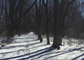 Oriole Grove