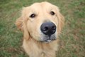 Grassy_Lake_Lakewood_Dog_Exercise_Area_4.1.16_098