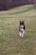 Grassy_Lake_Lakewood_Dog_Exercise_Area_4.1.16_125