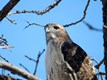 Hawk_(c)_Brian_Plunkett
