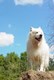 IG_Dog_Area_Dog_on_Rock_(KP)