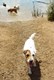 IG_Dog_Area_Terrier_(KP)
