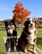 LakewoodDogPark-via_Flickr__BlackDog740