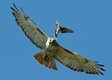 Red-tailed_Hawk_w__angry_Kingbird_(red_crown_displayed)_credit_Robert_Visconti