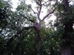 tree_work_042