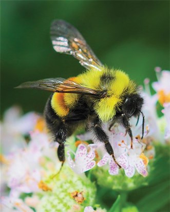 Close up photo of a Rusty Patched Bumblebee resting on a purple flower