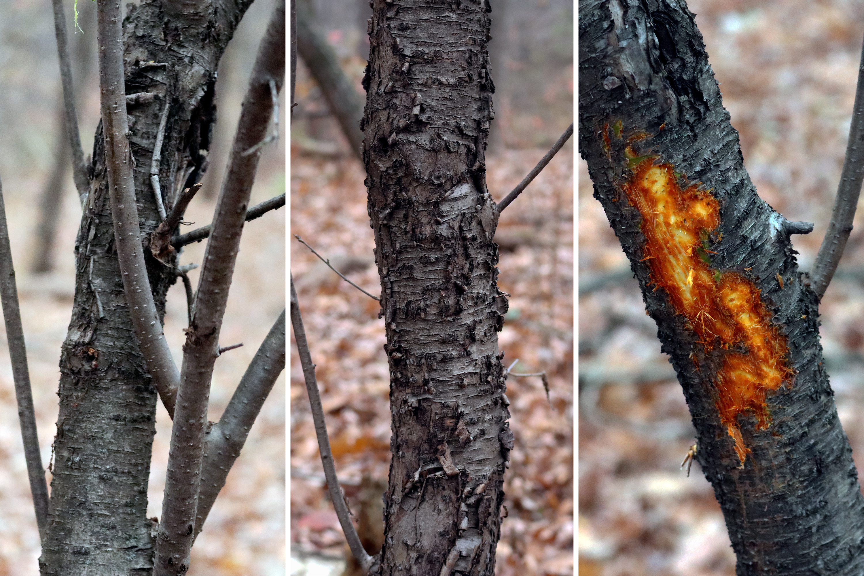 BUCKTHORN-Fall2022-BuckthornBark