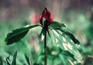 walk-on-the-wildflower-side05