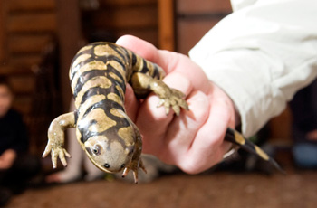 Reptiles and Amphibians