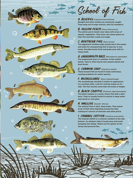 School_of_Fish
